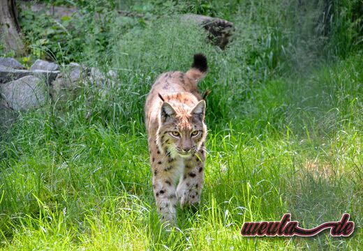 Tiergarten.Straubing.Mai23-062