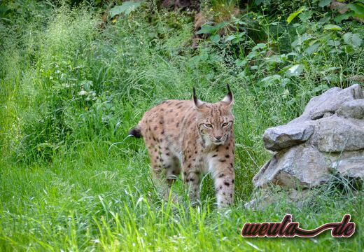 Tiergarten.Straubing.Mai23-064