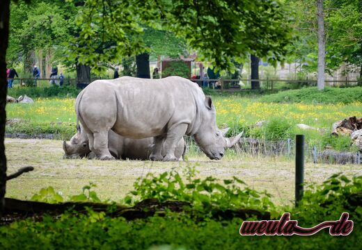 Zoo.Augsburg.2021-049