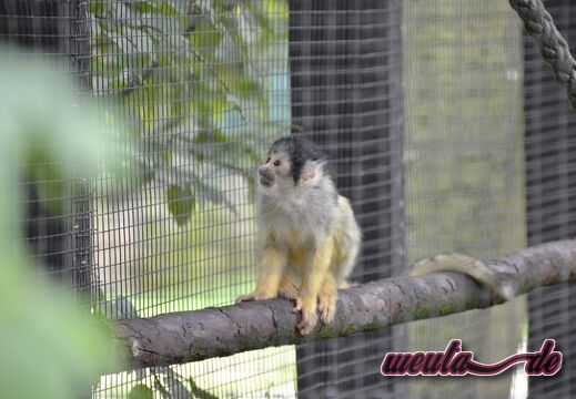 Tiergarten.Nuernberg.2019-005