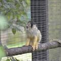 Tiergarten Nürnberg, August 2019