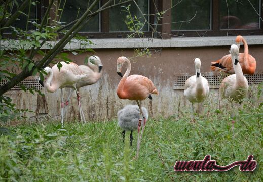 Tiergarten.Nuernberg.2019-045