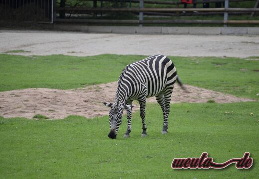 Tiergarten.Nuernberg.2019-046