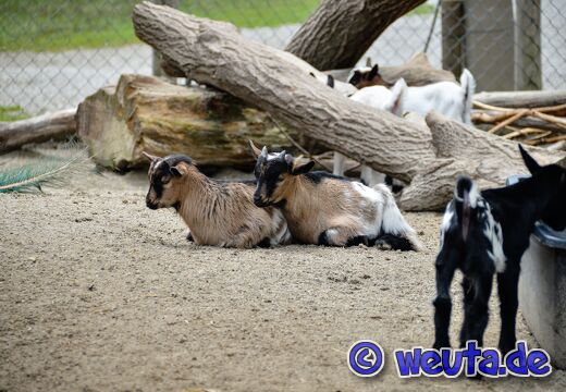 Wildpark.Poing.Juni2020-035