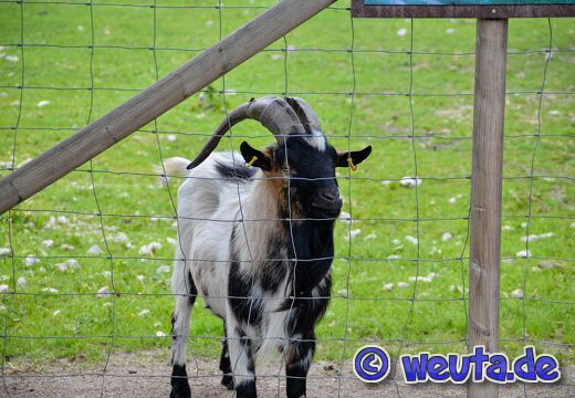 Wildpark.Poing.Juni2020-077