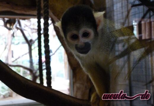Tierpark.Nuernberg.2012-003