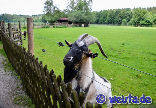 Wildpark.Poing.Juni2020-083