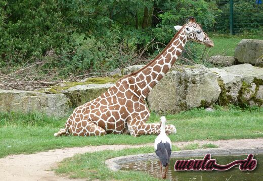 Tierpark.Nuernberg.2012-010