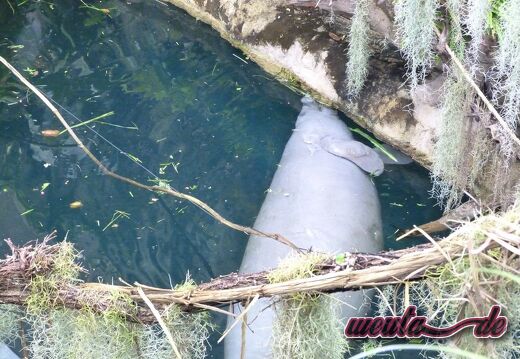 Tierpark.Nuernberg.2012-019