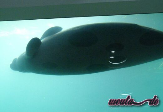 Tierpark.Nuernberg.2012-023