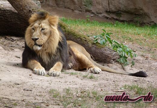 Tierpark.Nuernberg.2012-037