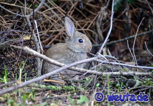 Wildpark.Poing.Juni2020-094