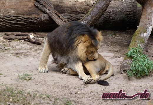 Tierpark.Nuernberg.2012-042