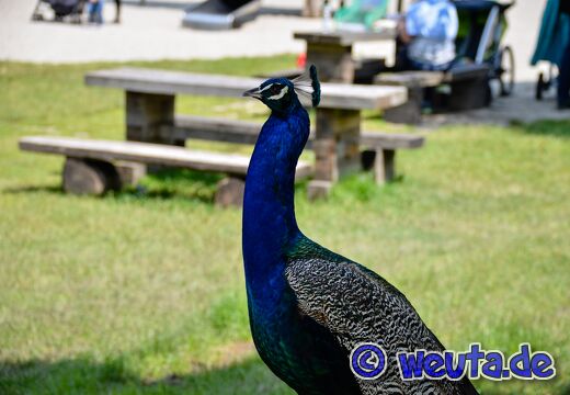 Wildpark.Poing.Juni2020-098