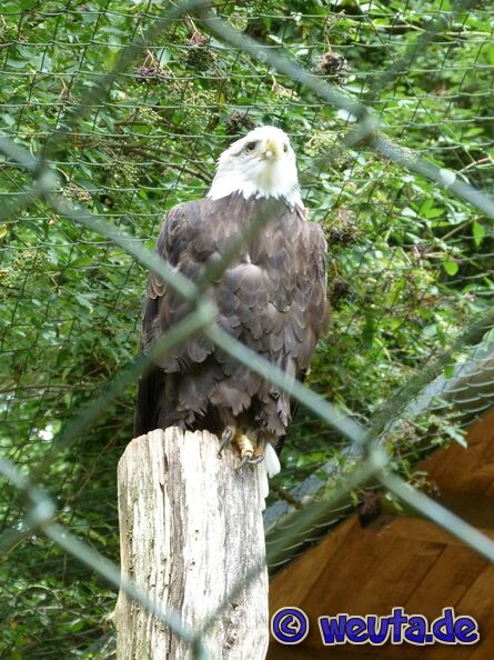 Tierpark.Nuernberg.2012-054.jpg