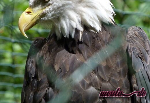 Tierpark.Nuernberg.2012-055