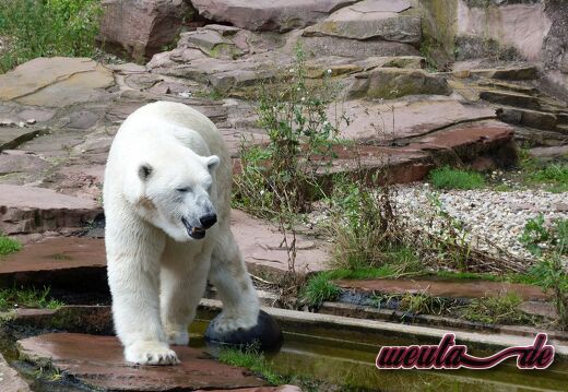 Tierpark.Nuernberg.2012-063