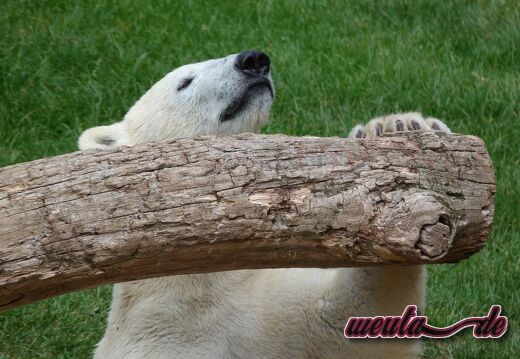 Tierpark.Nuernberg.2012-068