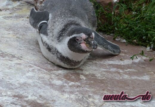 Tierpark.Nuernberg.2012-077
