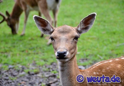 Wildpark.Poing.Aug2023-008