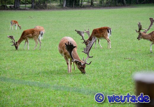 Wildpark.Poing.Aug2023-010