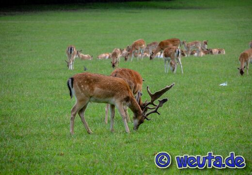 Wildpark.Poing.Aug2023-009