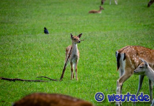 Wildpark.Poing.Aug2023-012