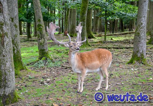 Wildpark.Poing.Aug2023-018