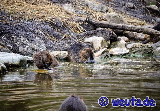 Wildpark.Poing.Aug2023-038