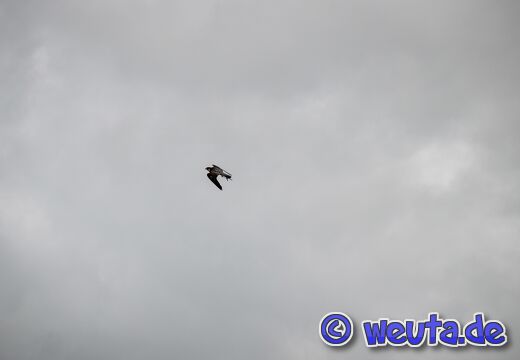Wildpark.Poing.Aug2023-045