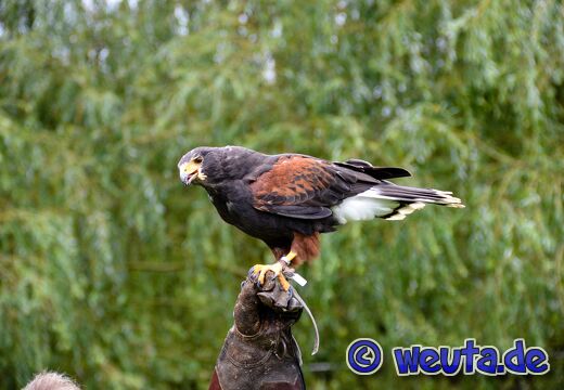 Wildpark.Poing.Aug2023-070