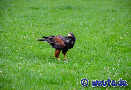 Wildpark.Poing.Aug2023-071
