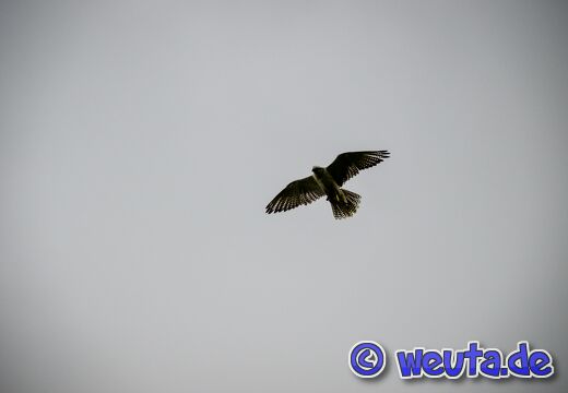 Wildpark.Poing.Aug2023-073