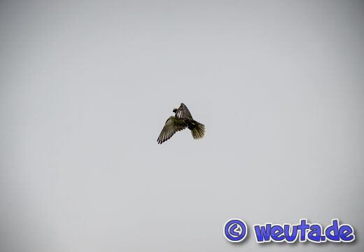 Wildpark.Poing.Aug2023-074
