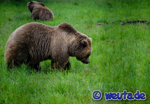 Wildpark.Poing.Aug2023-079