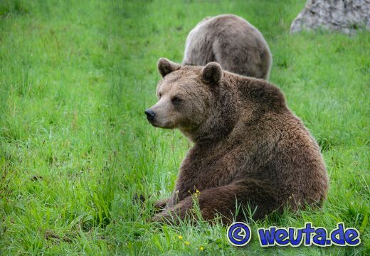 Wildpark.Poing.Aug2023-080
