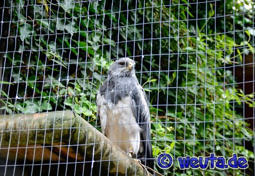 Wildpark.Poing.Aug2023-083