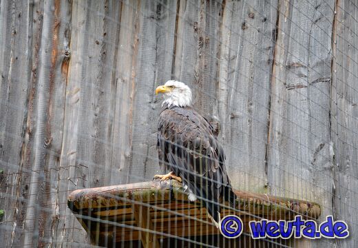 Wildpark.Poing.Aug2023-084