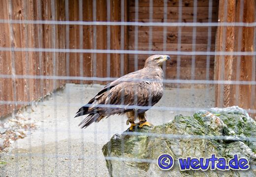 Wildpark.Poing.Aug2023-086