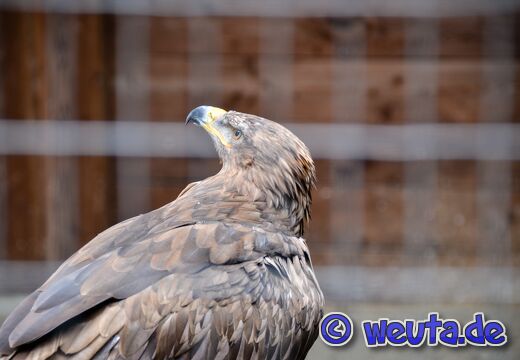 Wildpark.Poing.Aug2023-087