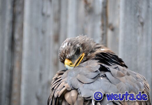 Wildpark.Poing.Aug2023-090